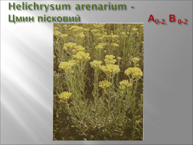 Helichrysum arenarium -  Цмин пісковий        